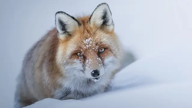 Paolo800 (https://commons.wikimedia.org/wiki/File:Volpe_in_inverno.jpg)